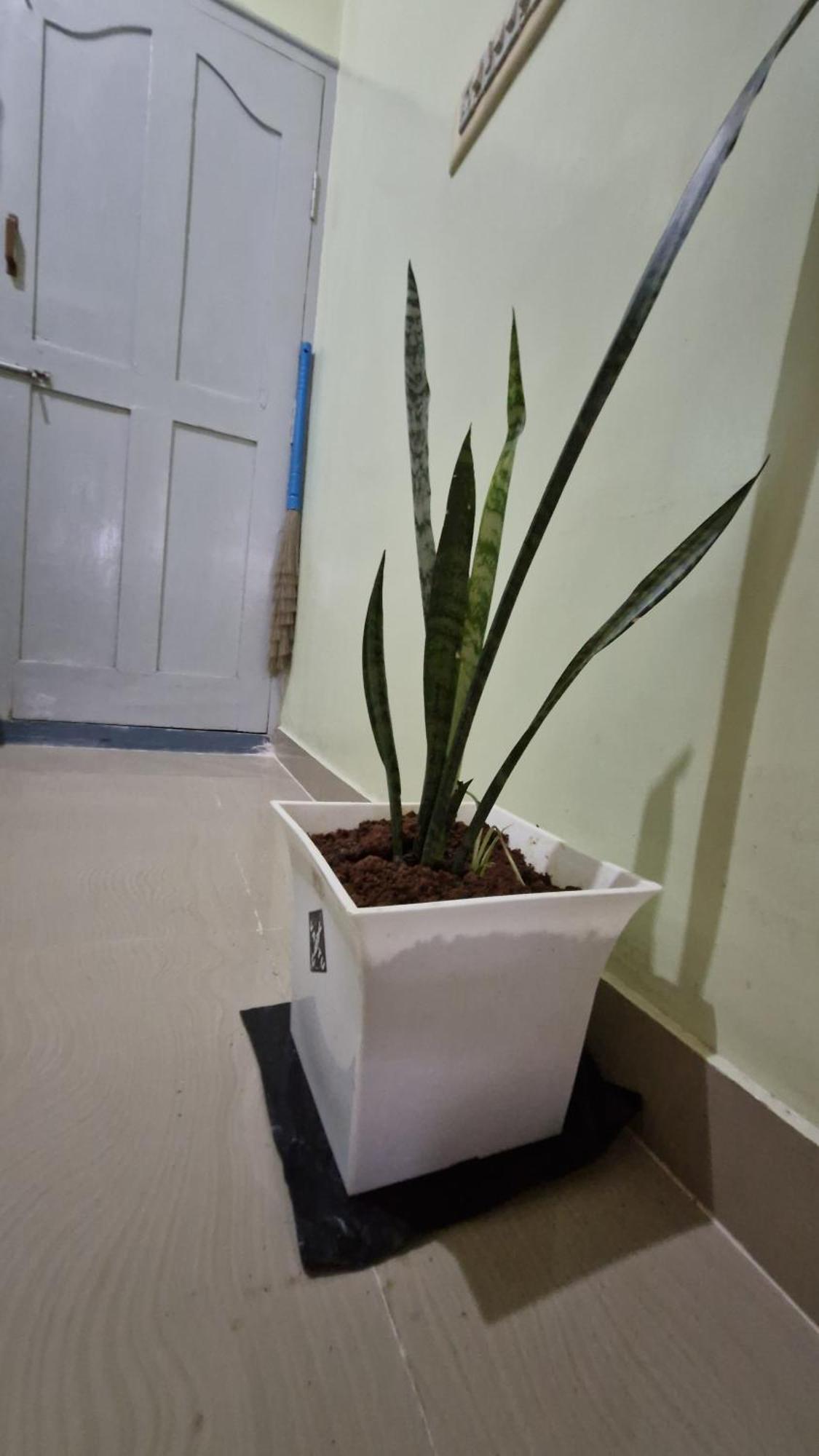 Malgudi Mane Homestay Chikmagalūr Buitenkant foto