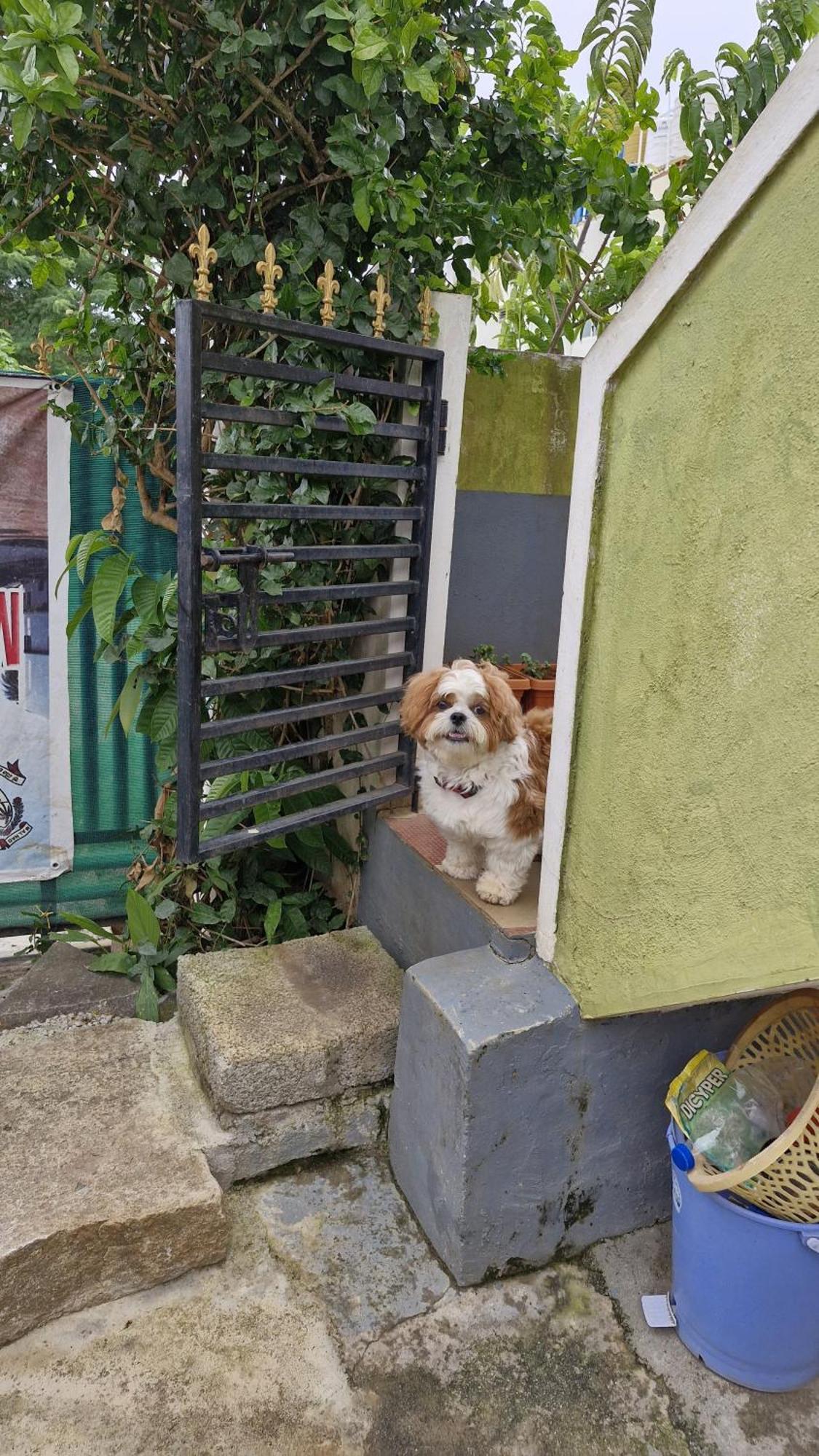 Malgudi Mane Homestay Chikmagalūr Buitenkant foto
