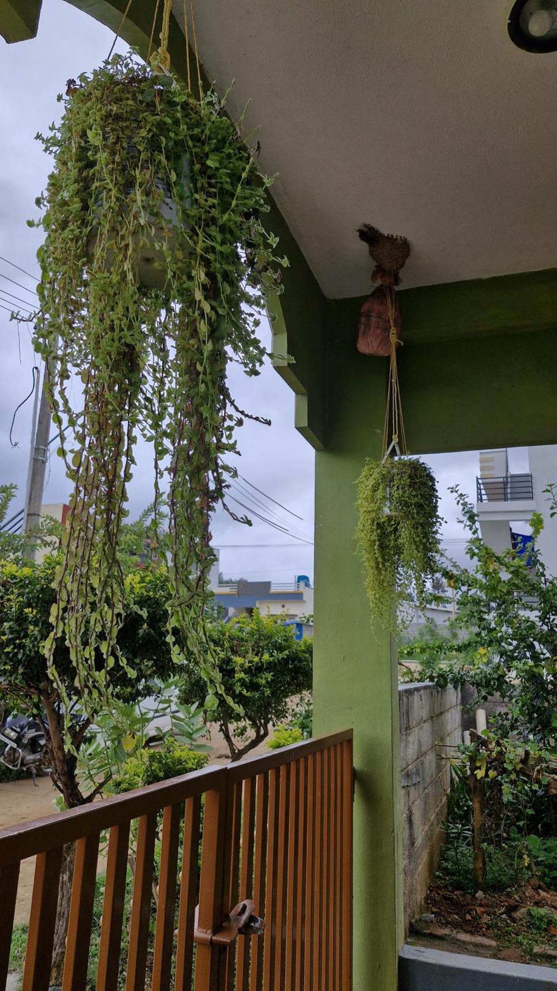 Malgudi Mane Homestay Chikmagalūr Buitenkant foto